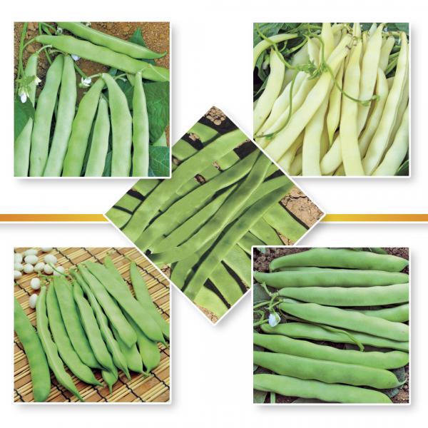 BEANS SEEDS