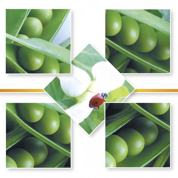 PEA SEEDS