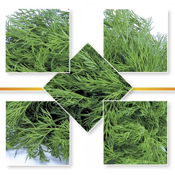 DILL SEED