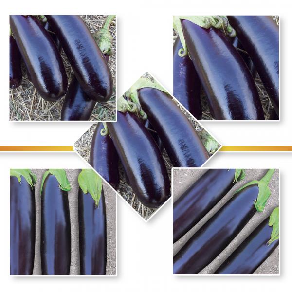 EGGPLANT SEEDS