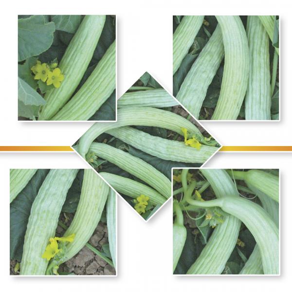 GHERKIN SEED