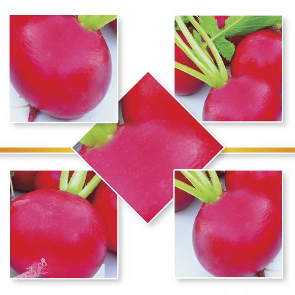 RED RADISH Small