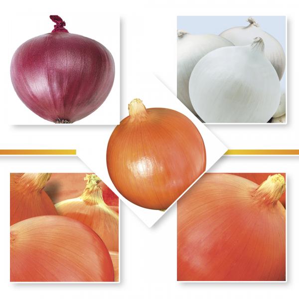 ONION SEEDS