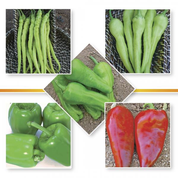 PEPPER SEEDS