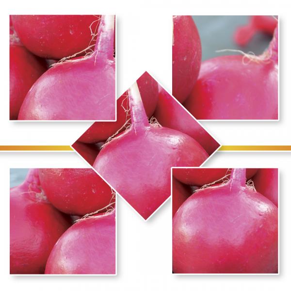 RED RADISH