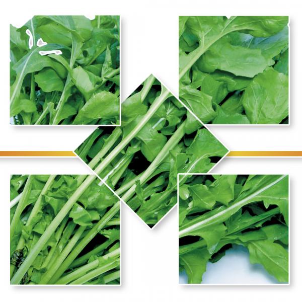 ROCKET SEED