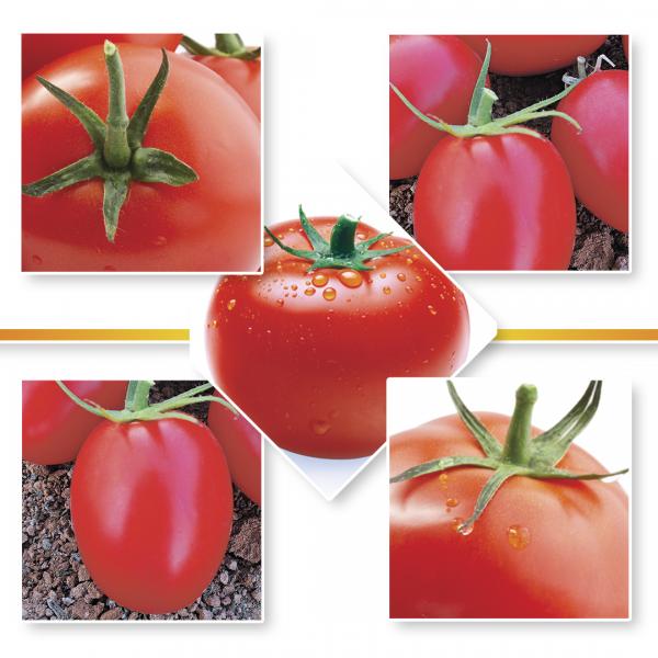 TOMATO SEEDS