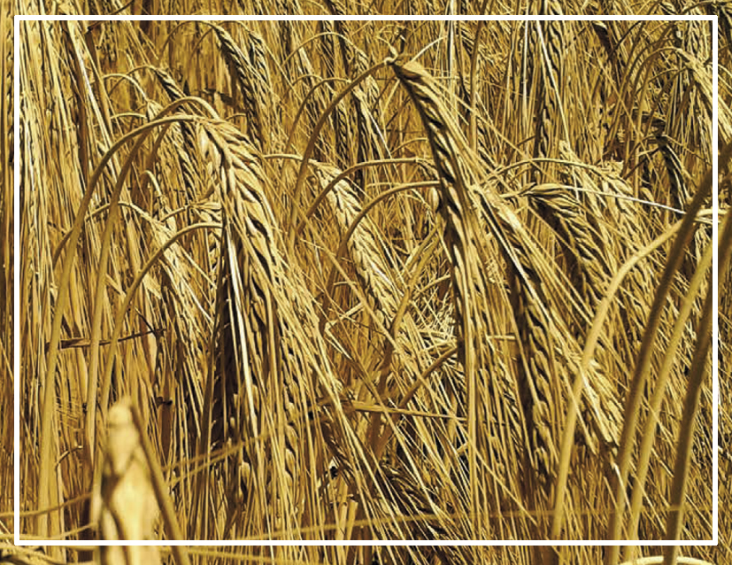 Yemlik Arpa > TARIM-92>