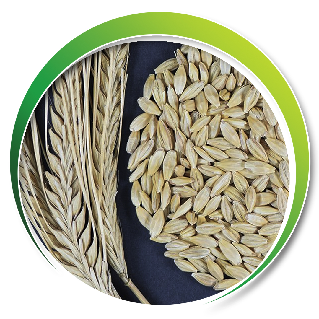 Yemlik Arpa > TARIM-92>