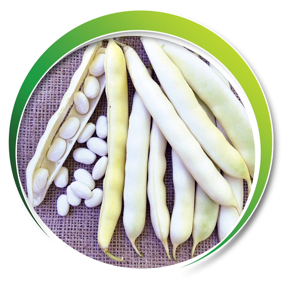 Barbunya > BELİN