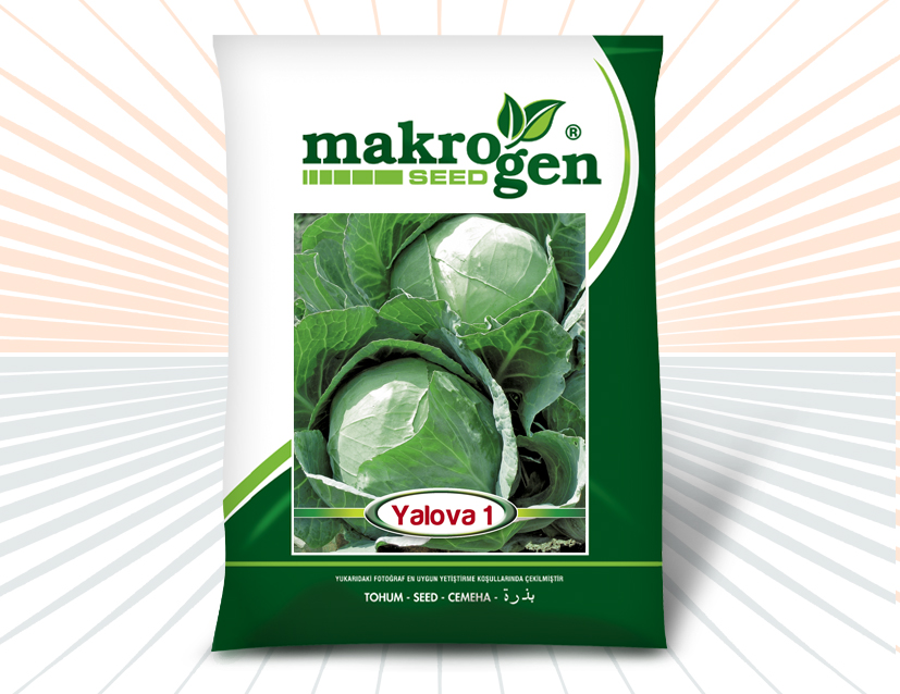 Cabbage > YALOVA