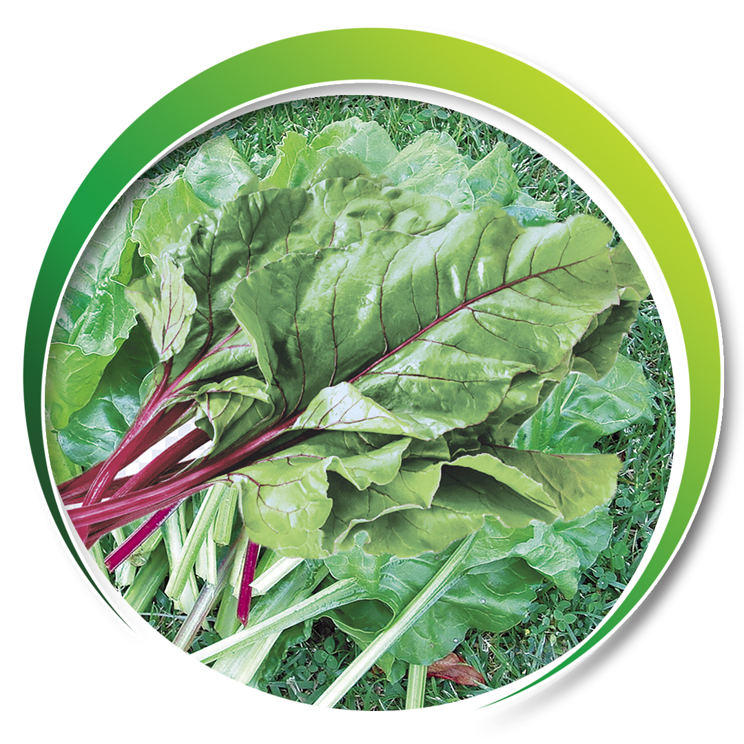 Chard > YAPRAK
