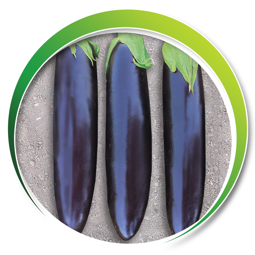 Eggplant > KEMER