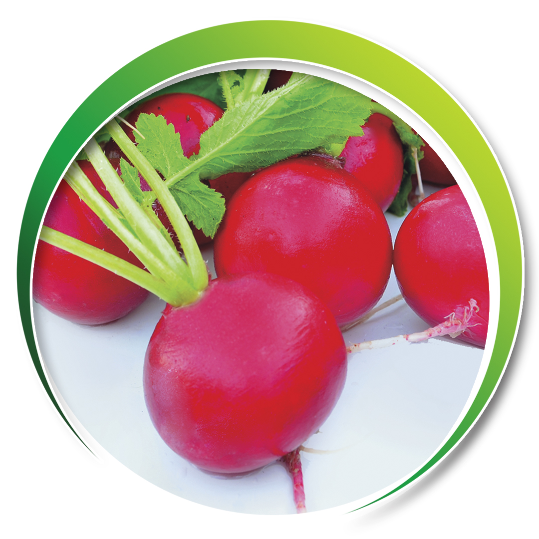 Fındık Turp > CHERY BELLE
