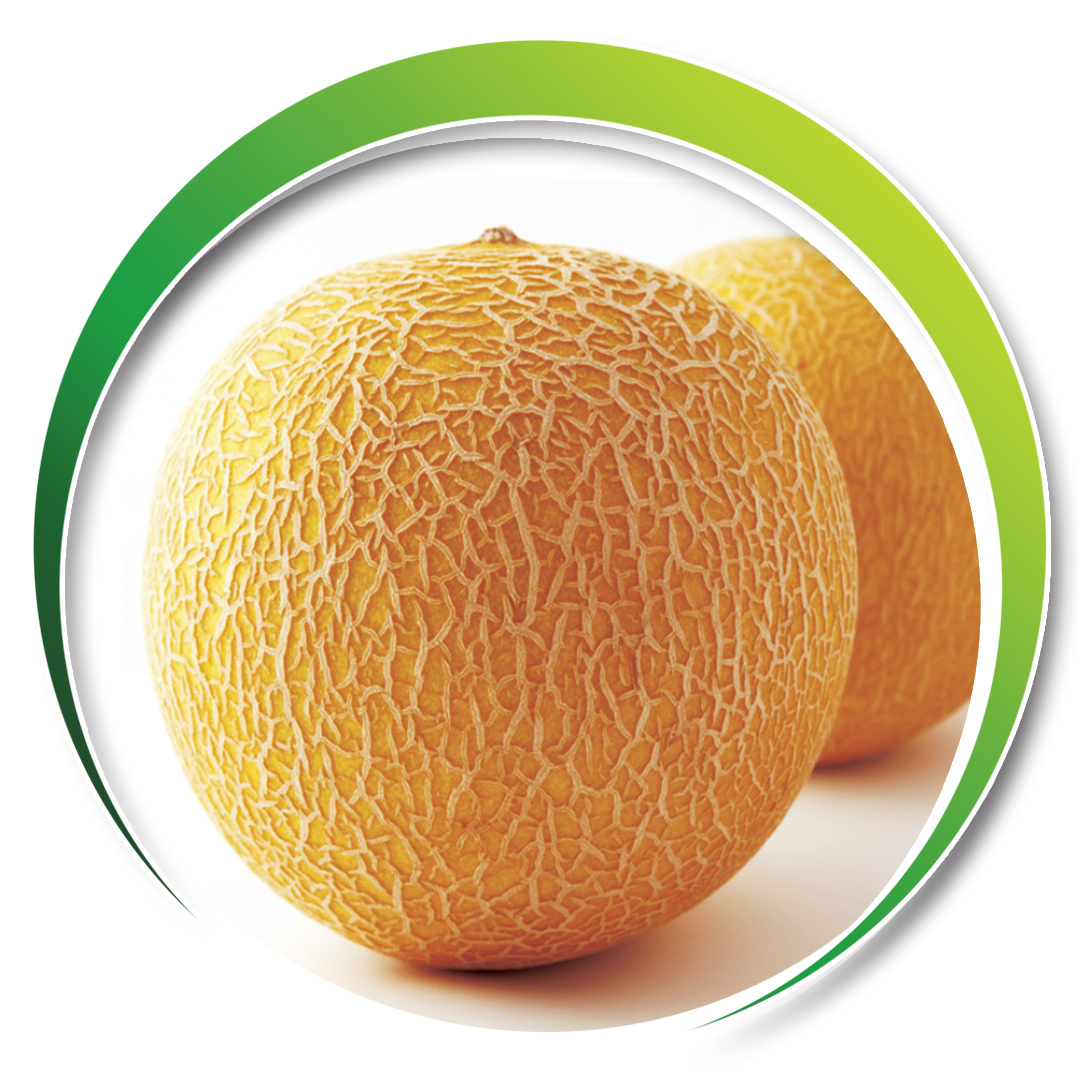 Melon > ANANAS