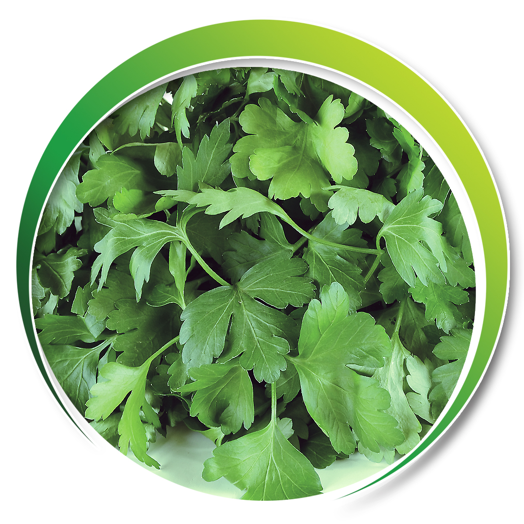 Parsley > D’GIANT ITALIANA