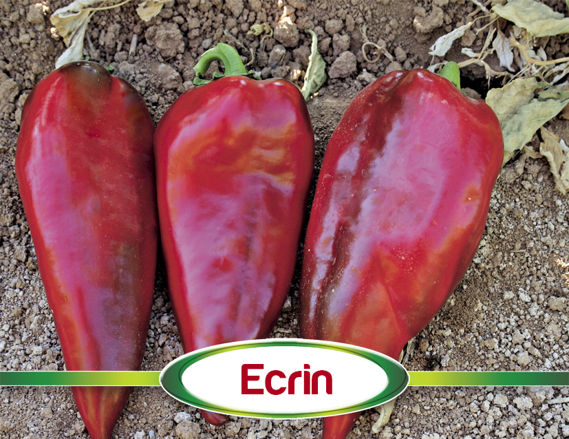 Biber  > ECRİN